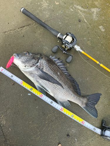 クロダイの釣果
