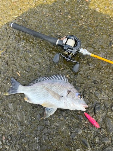キビレの釣果