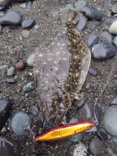 ソゲの釣果