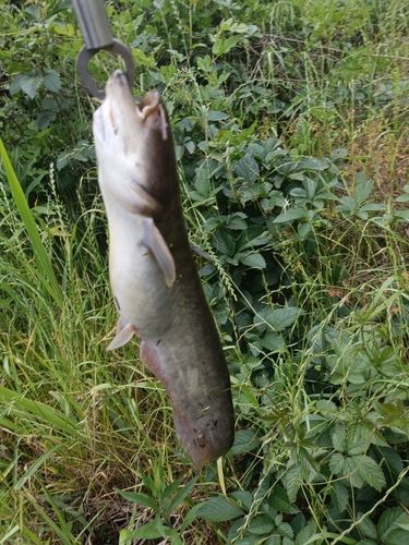 ナマズの釣果