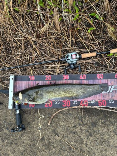 ナマズの釣果