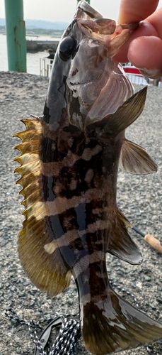 クエの釣果