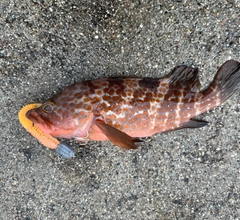 キジハタの釣果