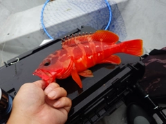 アカハタの釣果