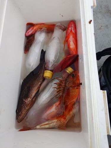 オオモンハタの釣果