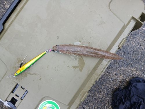 エソの釣果