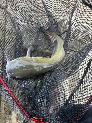 ナマズの釣果