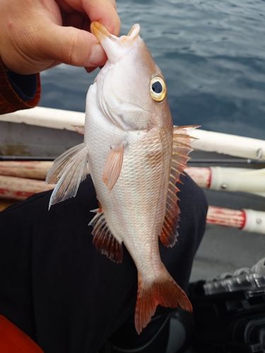 イトフエフキの釣果
