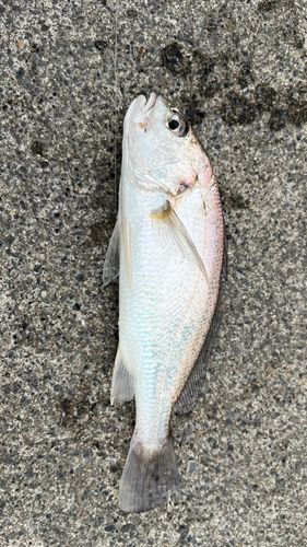 イシモチの釣果