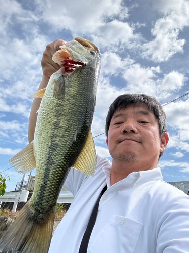 ラージマウスバスの釣果