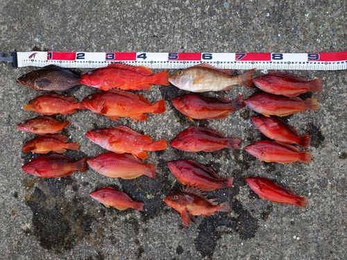 アカササノハベラの釣果