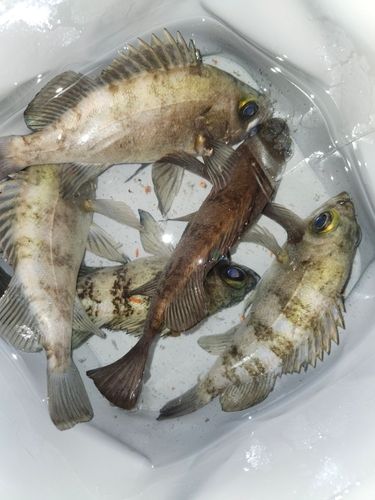 メバルの釣果