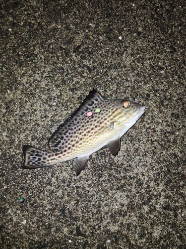 コロダイの釣果