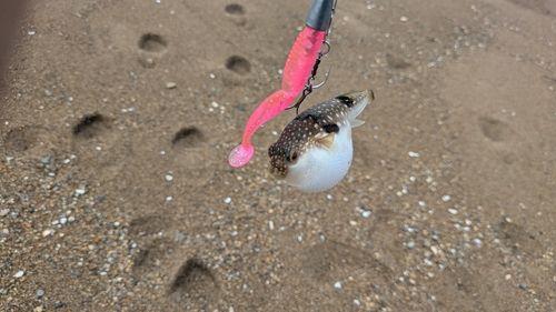 クサフグの釣果