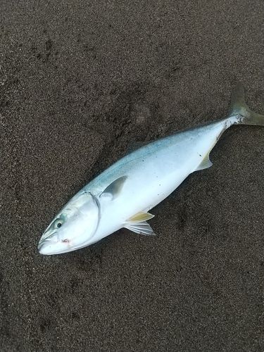 イナダの釣果