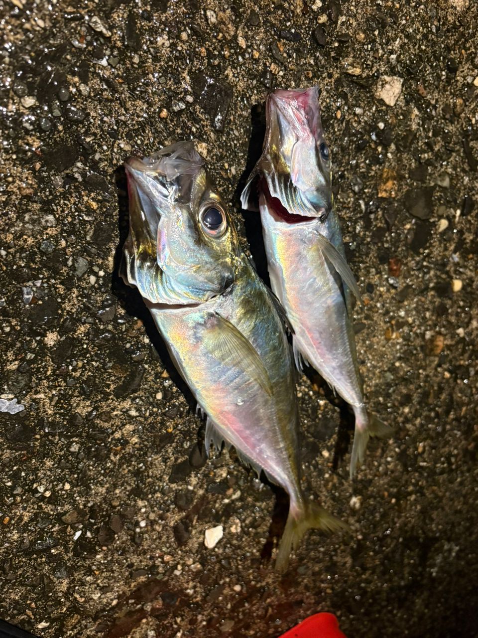 SHIMANO 23ソアレ BB アジング S610L-Sの最安値・インプレ・釣果