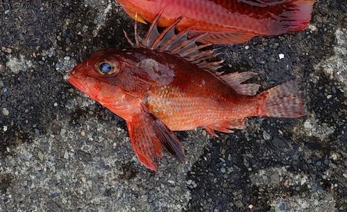 カサゴの釣果