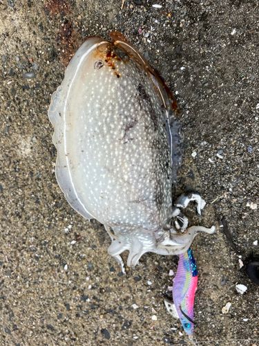 シリヤケイカの釣果