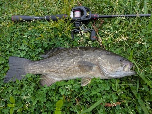 スモールマウスバスの釣果