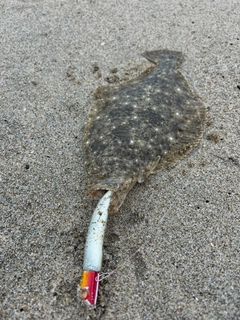 ヒラメの釣果