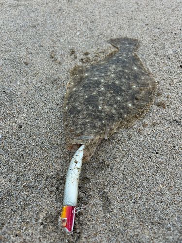 ヒラメの釣果
