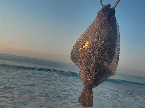 ヒラメの釣果