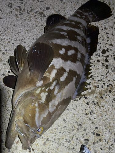 クエの釣果