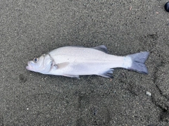 セイゴ（ヒラスズキ）の釣果