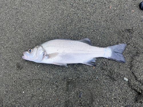 セイゴ（ヒラスズキ）の釣果