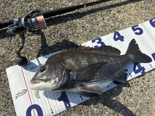 チヌの釣果