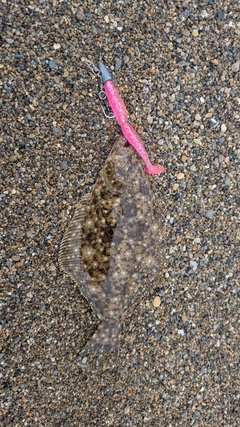 ソゲの釣果