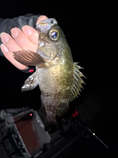 メバルの釣果