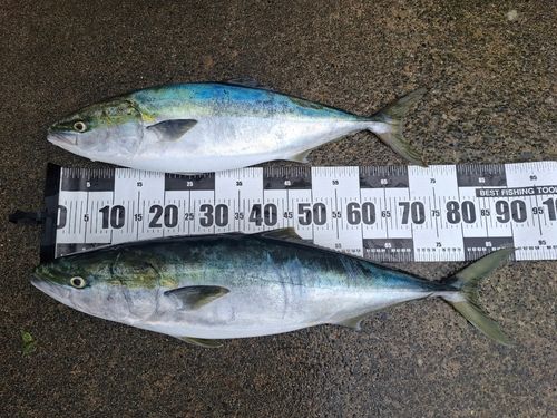釣果