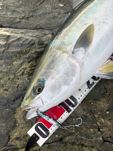 ハマチの釣果