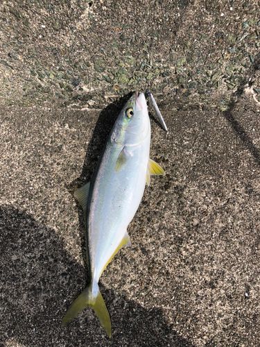 ヤズの釣果