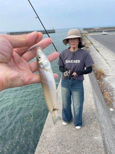 キスの釣果
