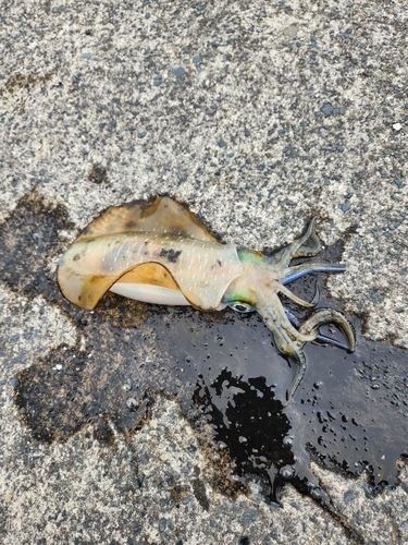 ミズイカの釣果