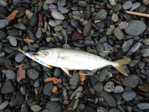 ワカシの釣果