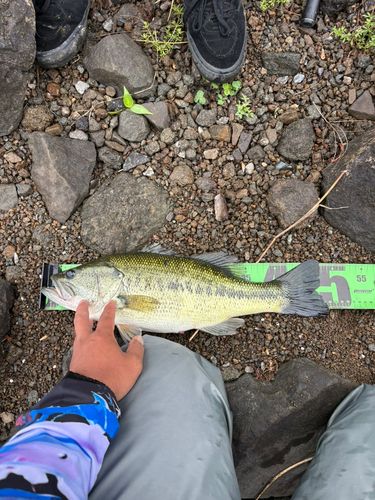 ブラックバスの釣果