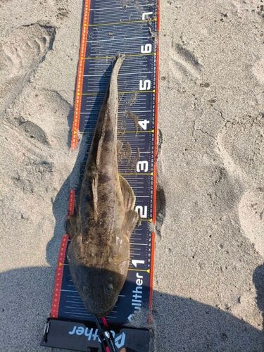 マゴチの釣果