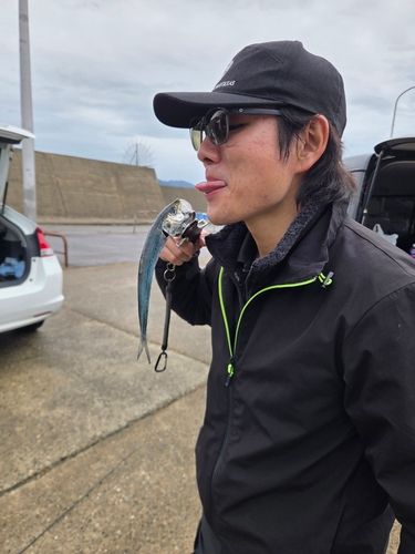 カタクチイワシの釣果