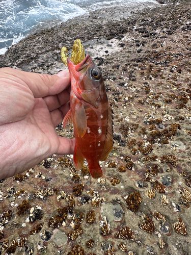 アカハタの釣果
