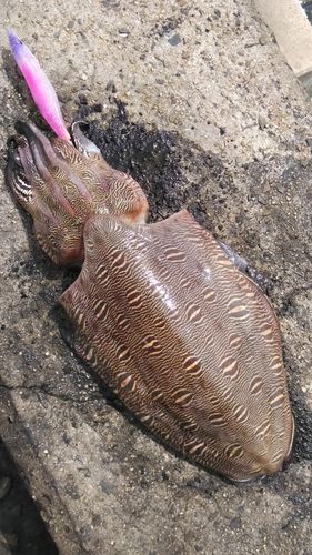 モンゴウイカの釣果