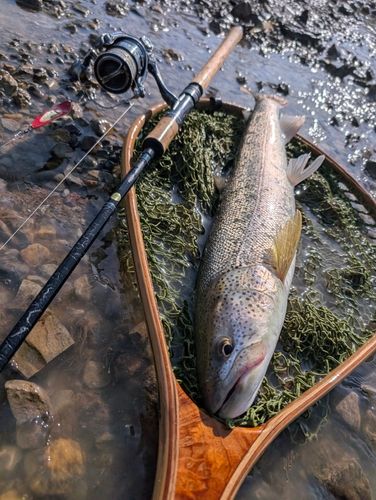イトウの釣果