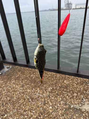 クサフグの釣果