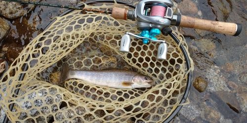 ニッコウイワナの釣果