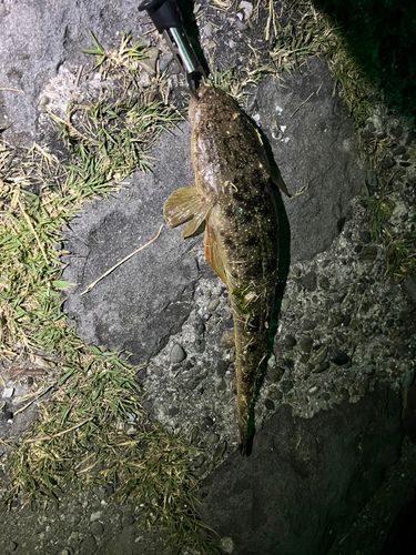 マゴチの釣果