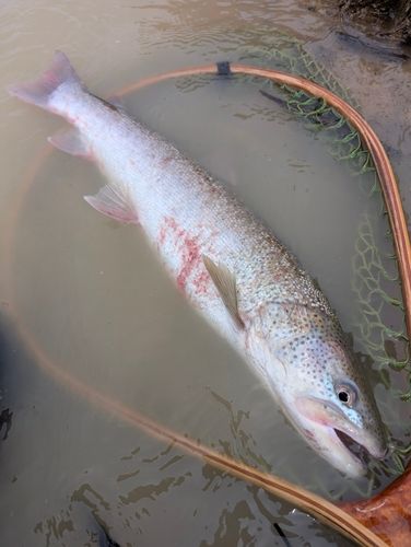 イトウの釣果