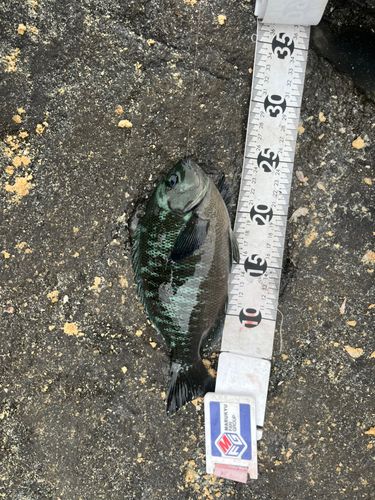 グレの釣果