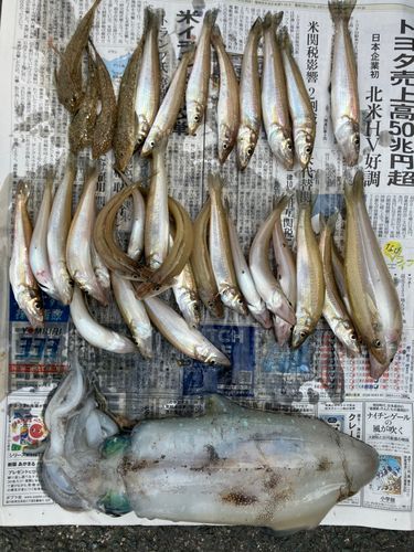 アオリイカの釣果
